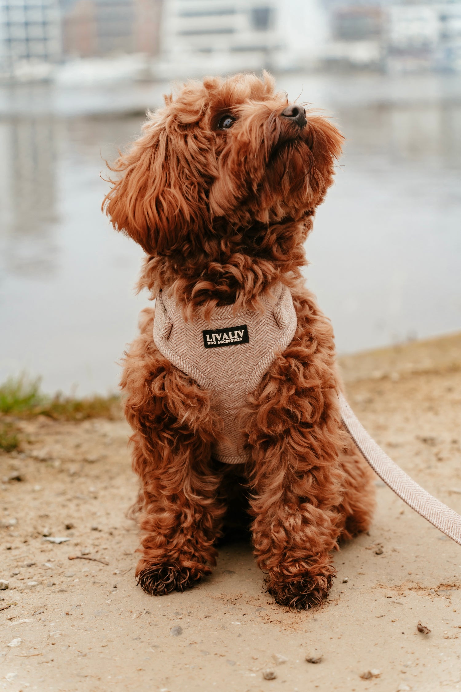 Harnas - 'Latte Magic'