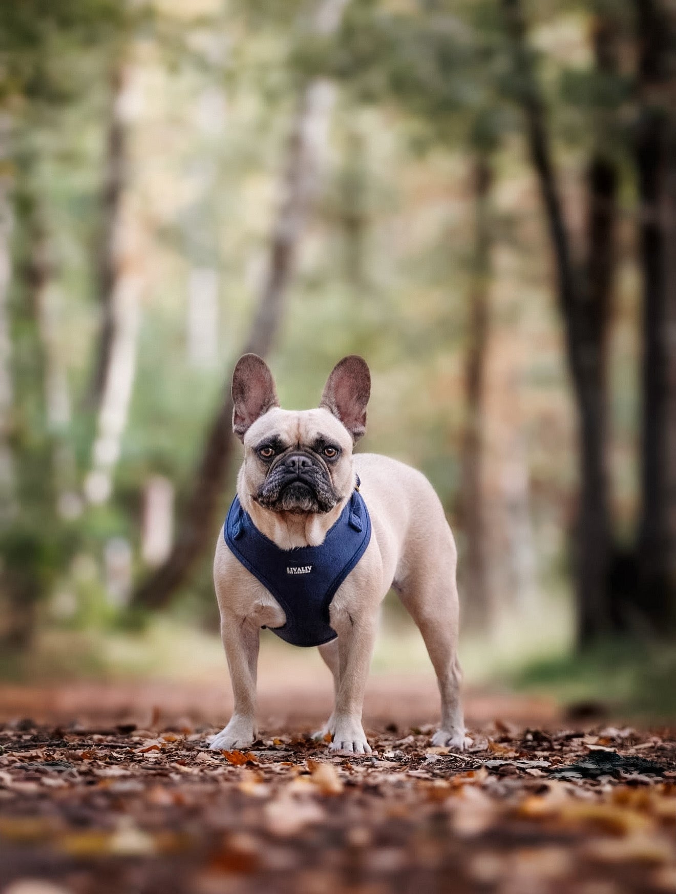 Harnas - 'Midnight Blues'