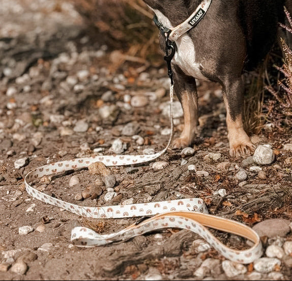 Leiband - 'Over the rainbow'