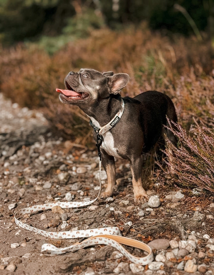 Halsband -  'Over the rainbow'