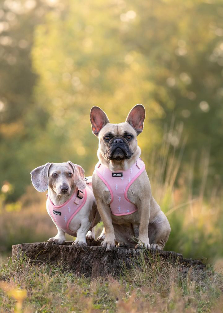 Harnas - 'Girl Power'