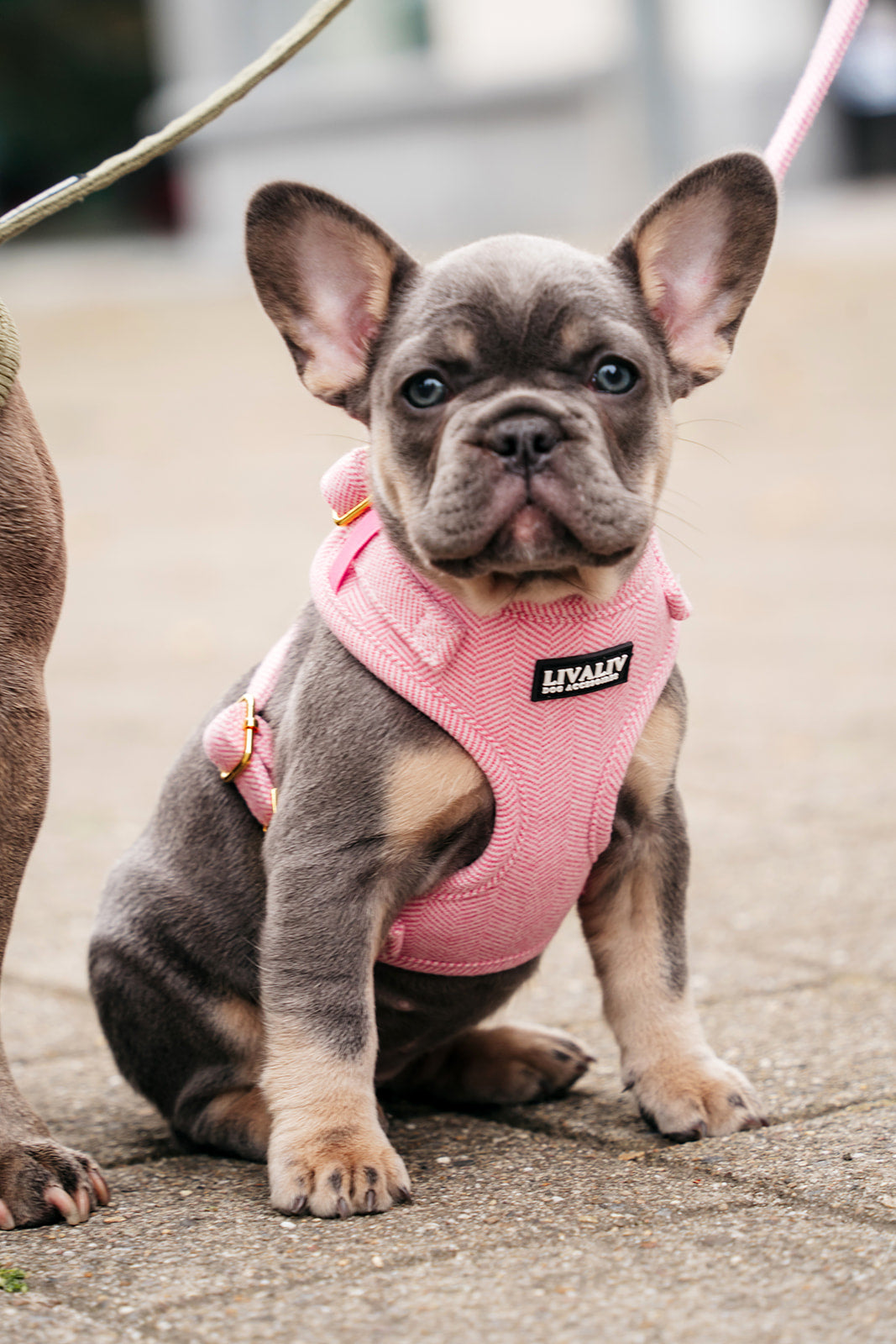 Harnas - 'Summer sweetheart'