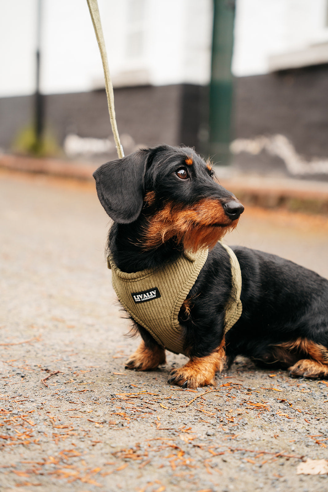 Harnas - ‘Olive sage’