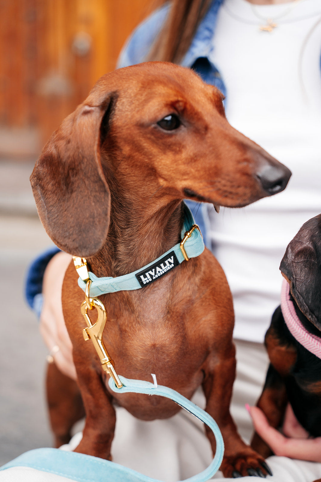 Halsband - 'Hint of mint'