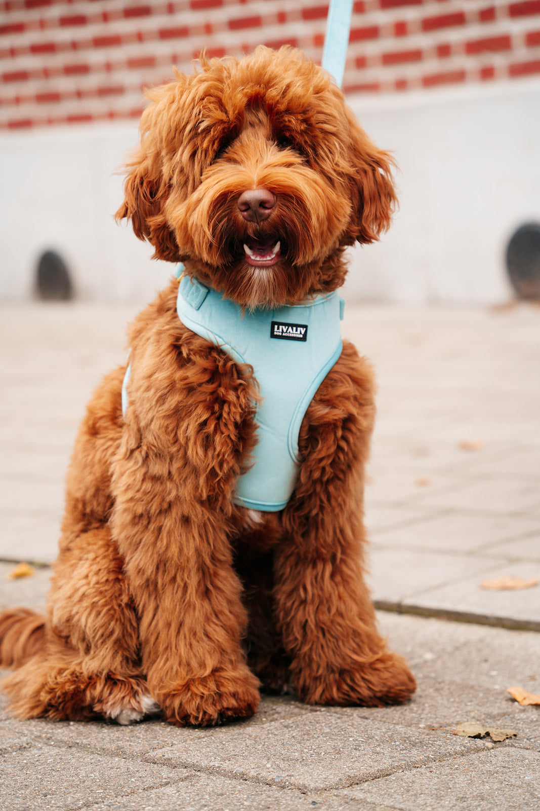 Harnas - 'Hint of mint'