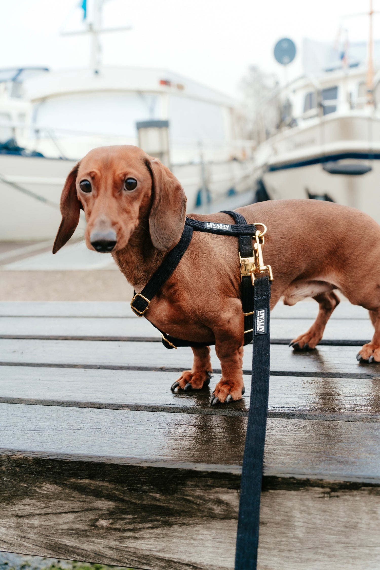 Strap harnas - 'Back to black'