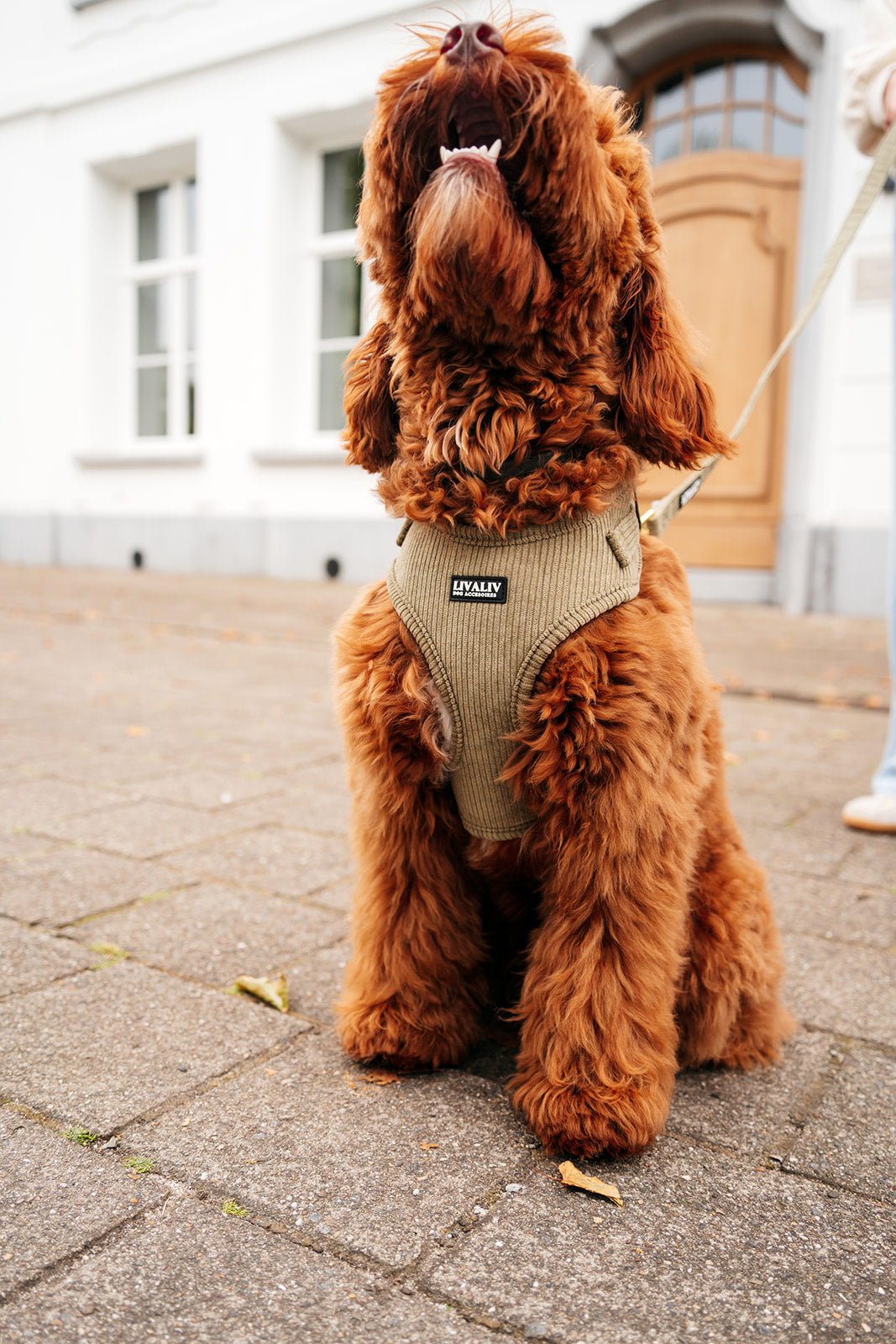 Harnas - ‘Olive sage’