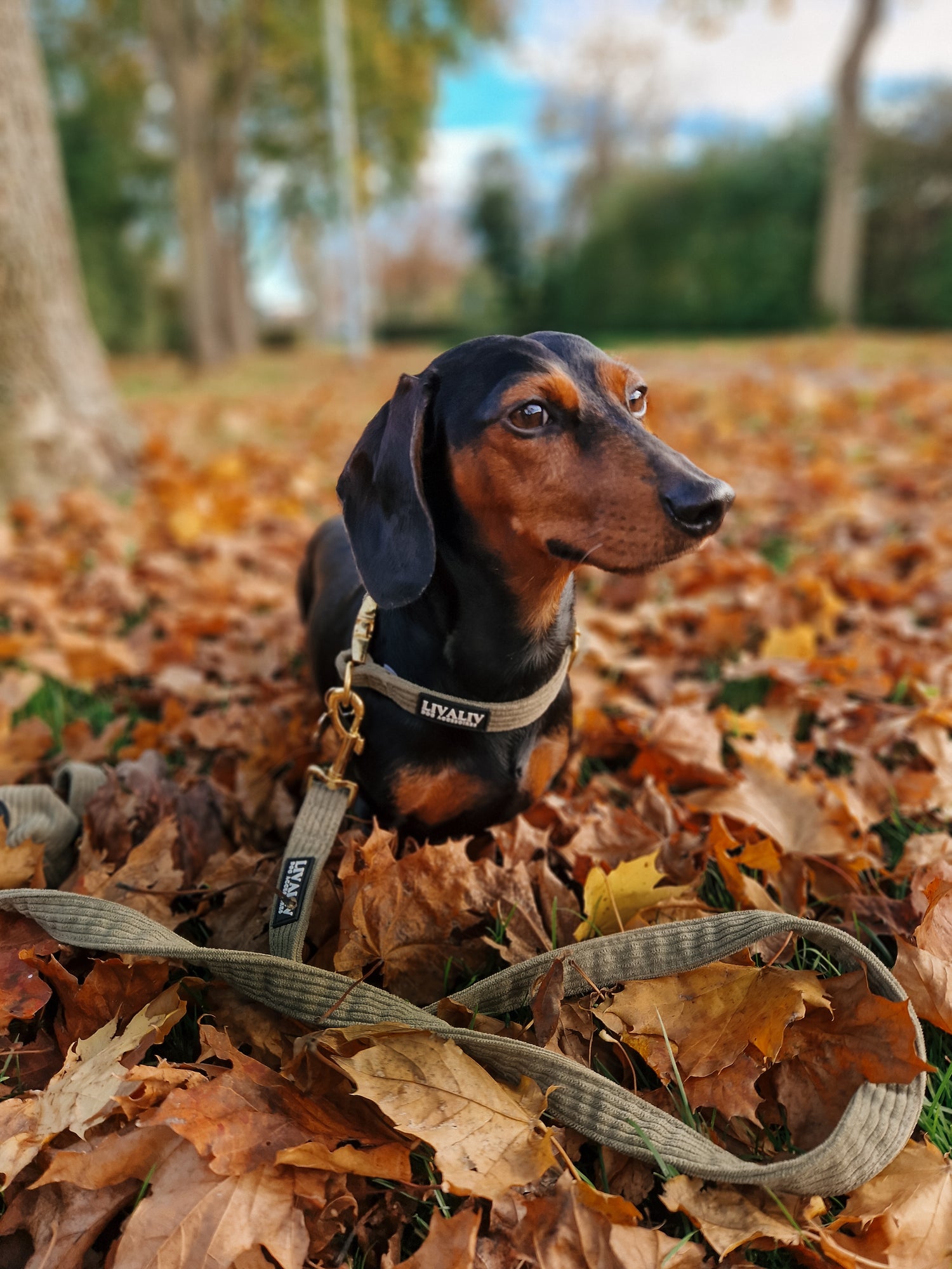 Halsband - ‘Olive sage’