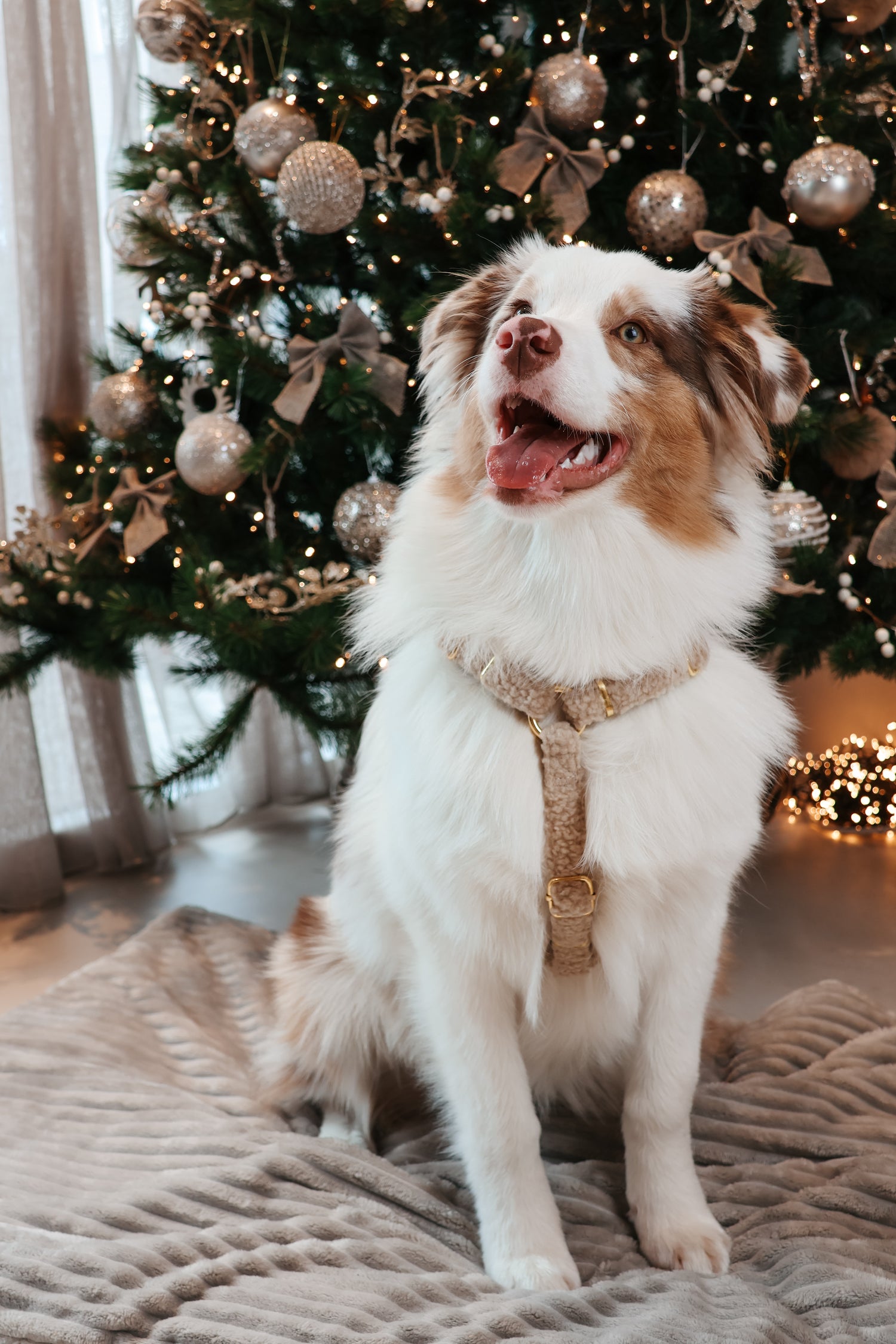 Harnas - 'Teddycloud'