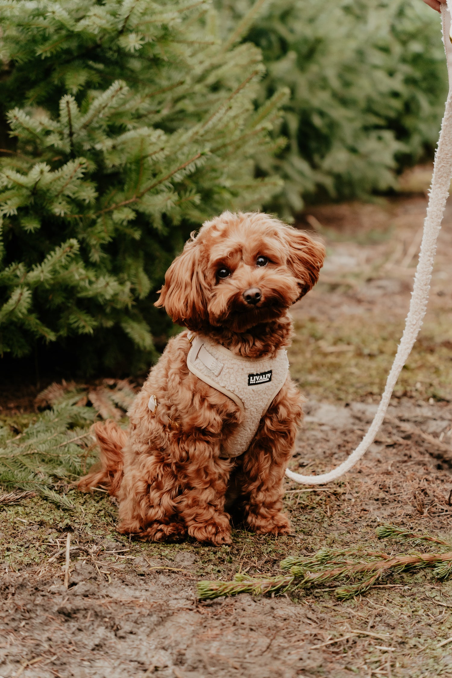 Harnas - 'Teddylicious'