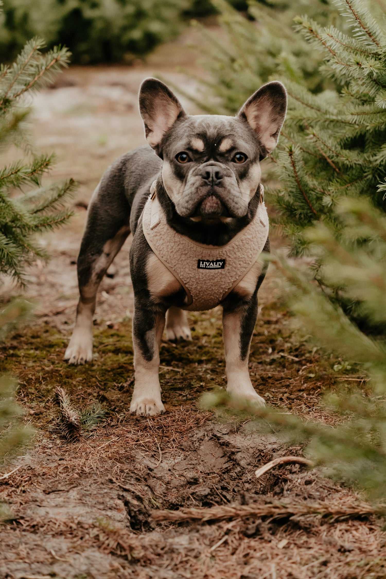 Harnas - 'Teddylicious'