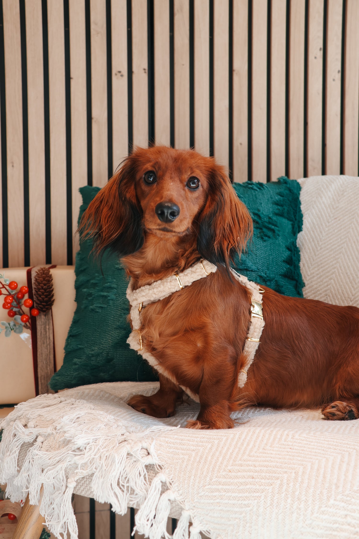 Harnas - 'Teddycloud'