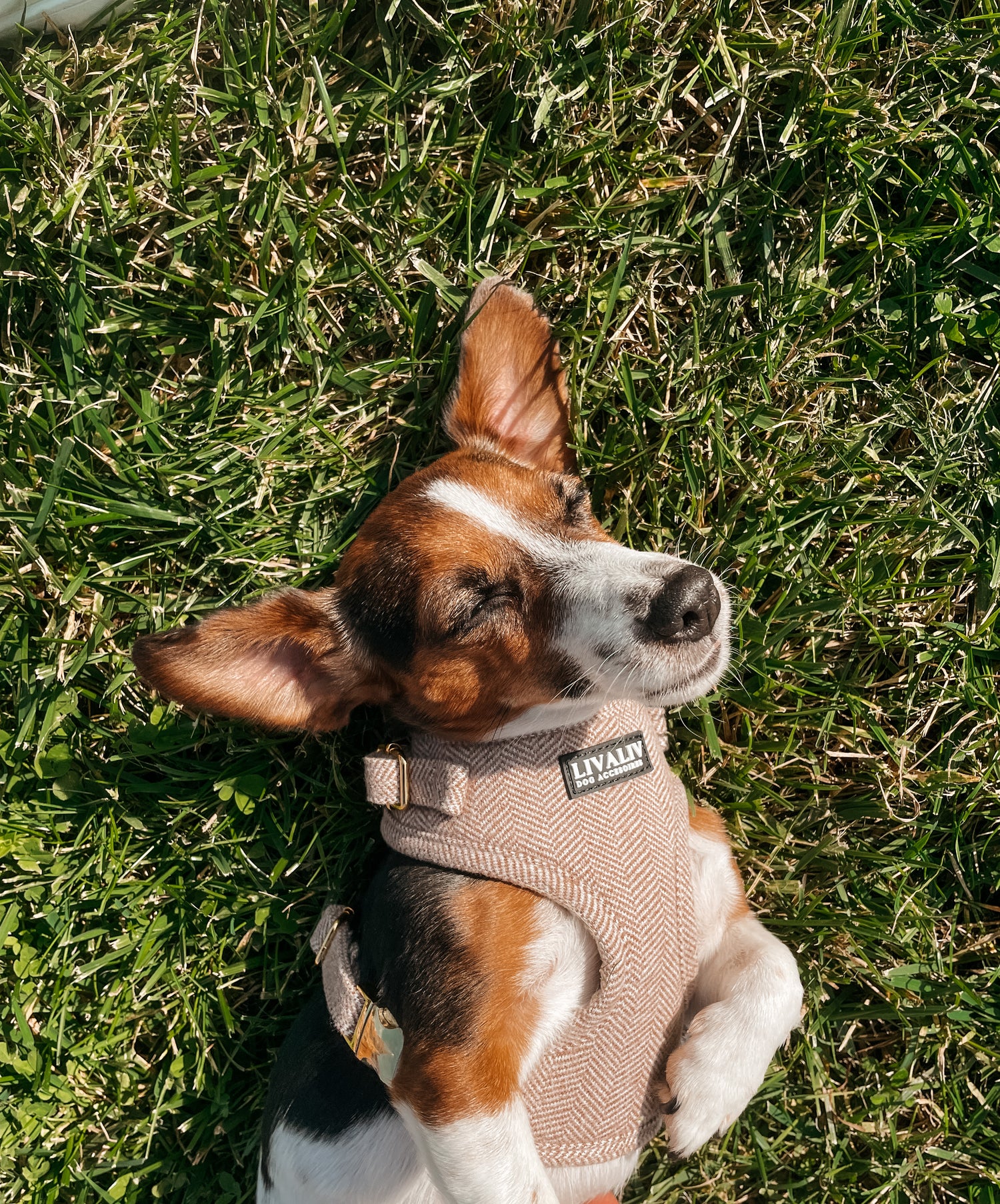 Harnas - 'Latte Magic'