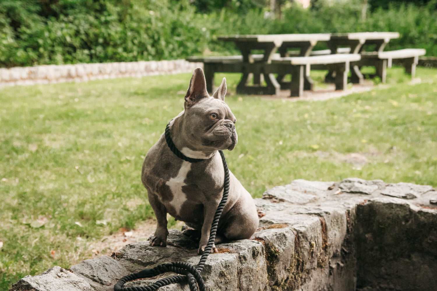 Leiband - 'Twist zwart'
