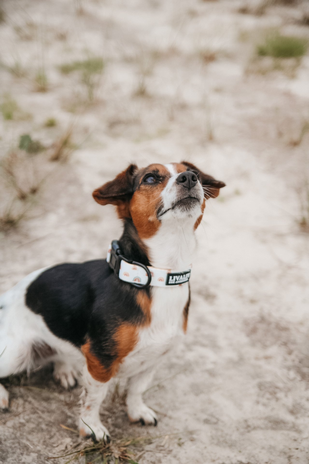 Halsband -  'Over the rainbow'