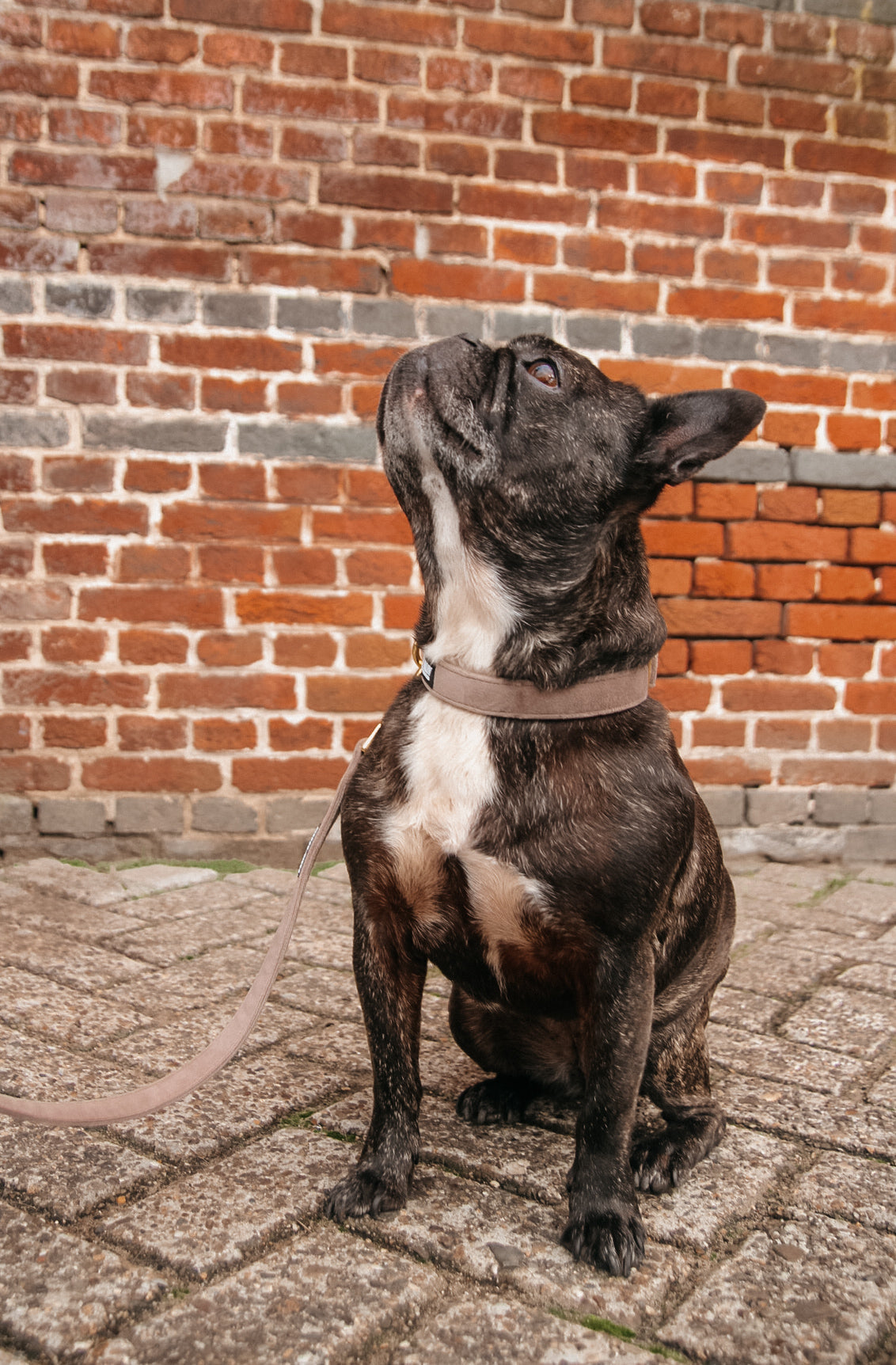 Halsband - 'Stay on taupe'