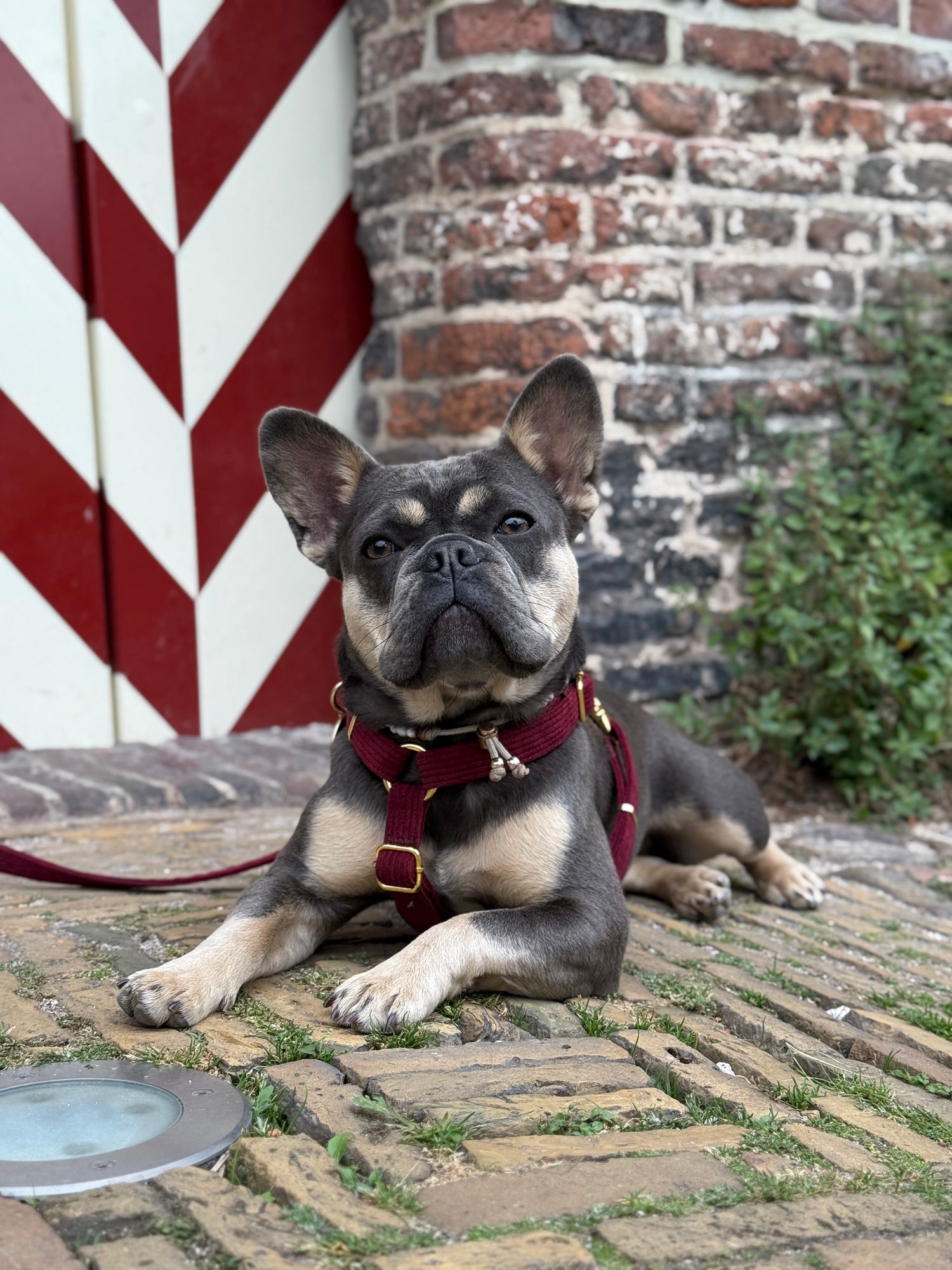 Strap harnas - 'Wine o'clock'