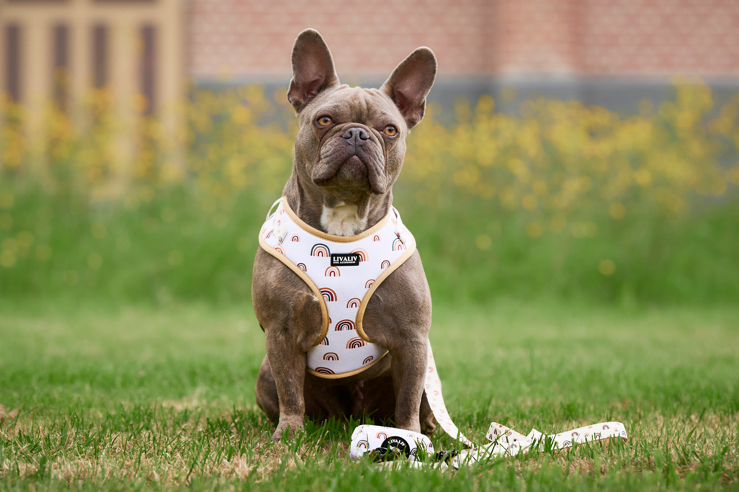 Harnas - 'Over the rainbow'