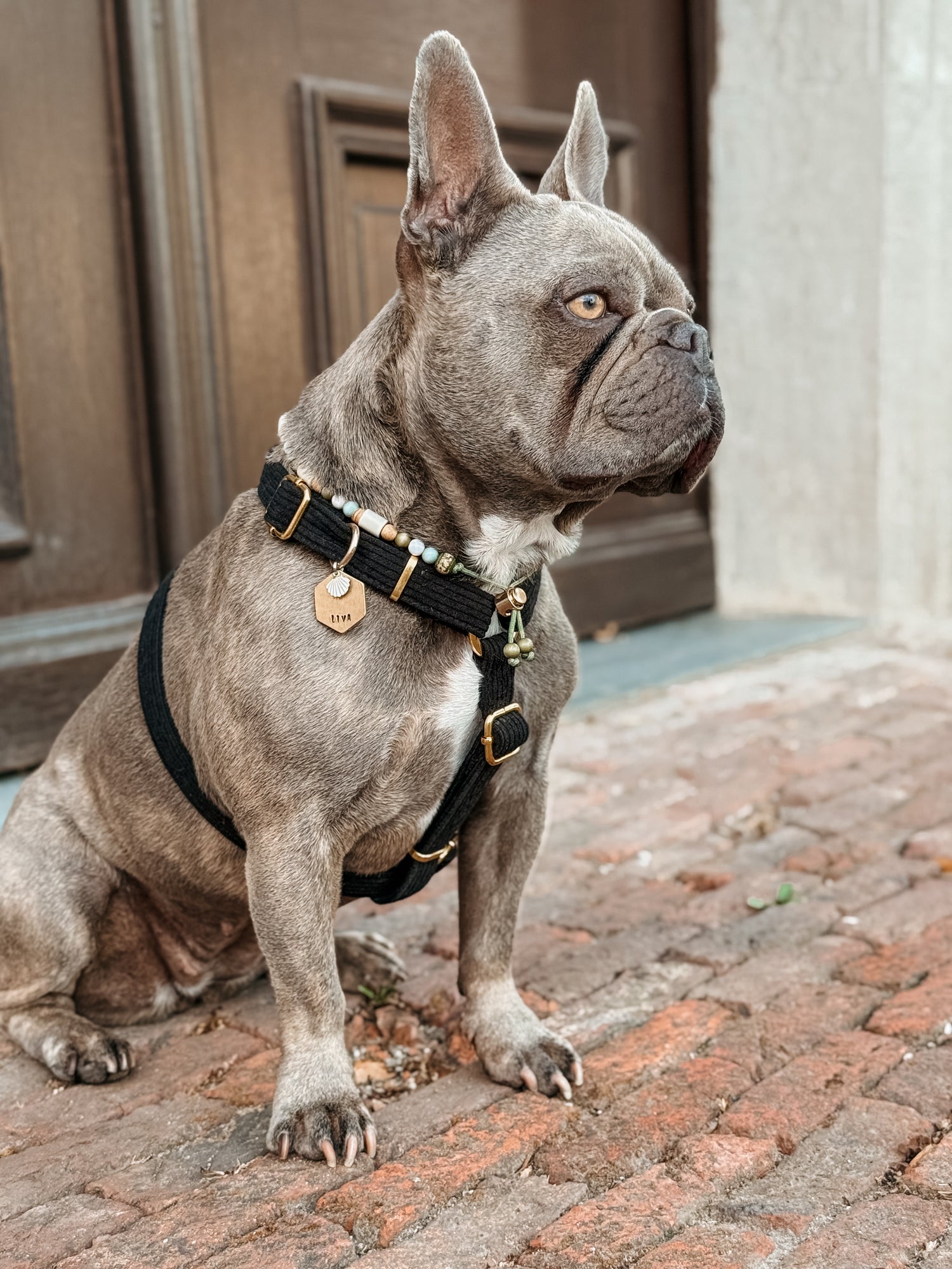 Strap harnas - 'Back to black'