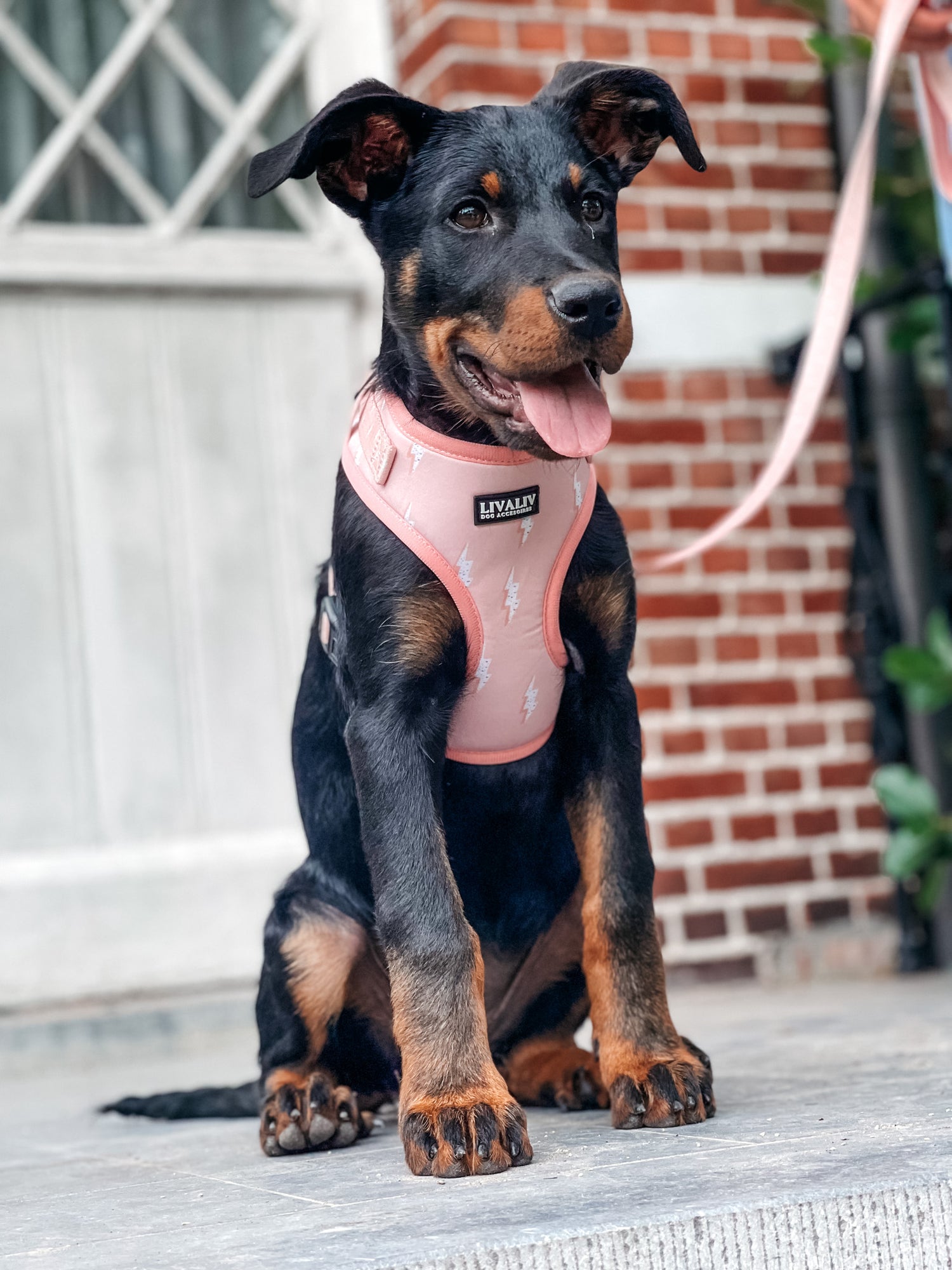 Harnas - 'Girl Power'