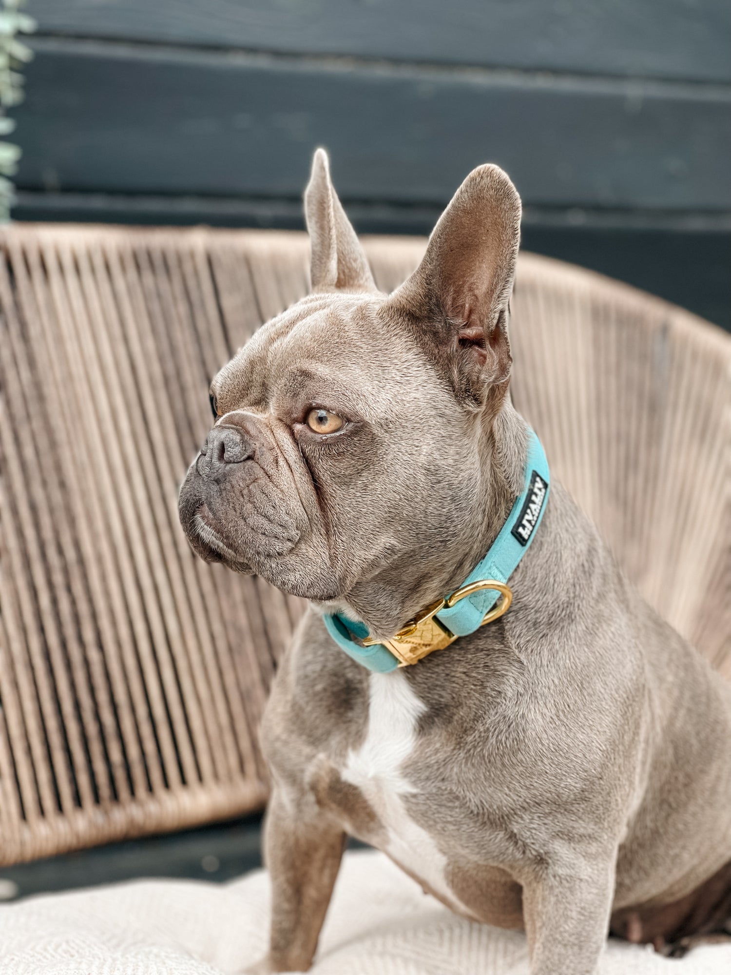 Halsband - 'Hint of mint'