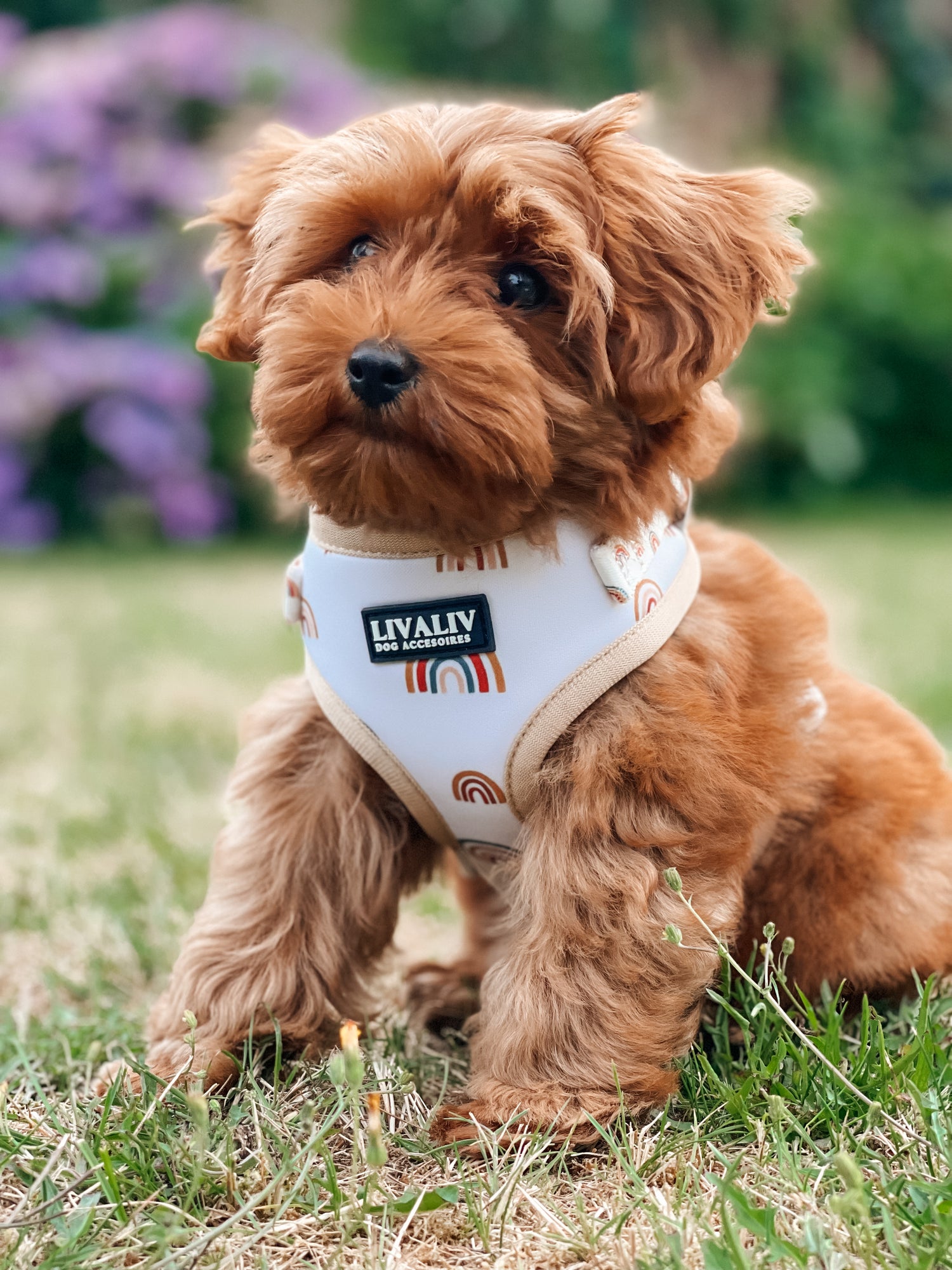 Harnas - 'Over the rainbow'