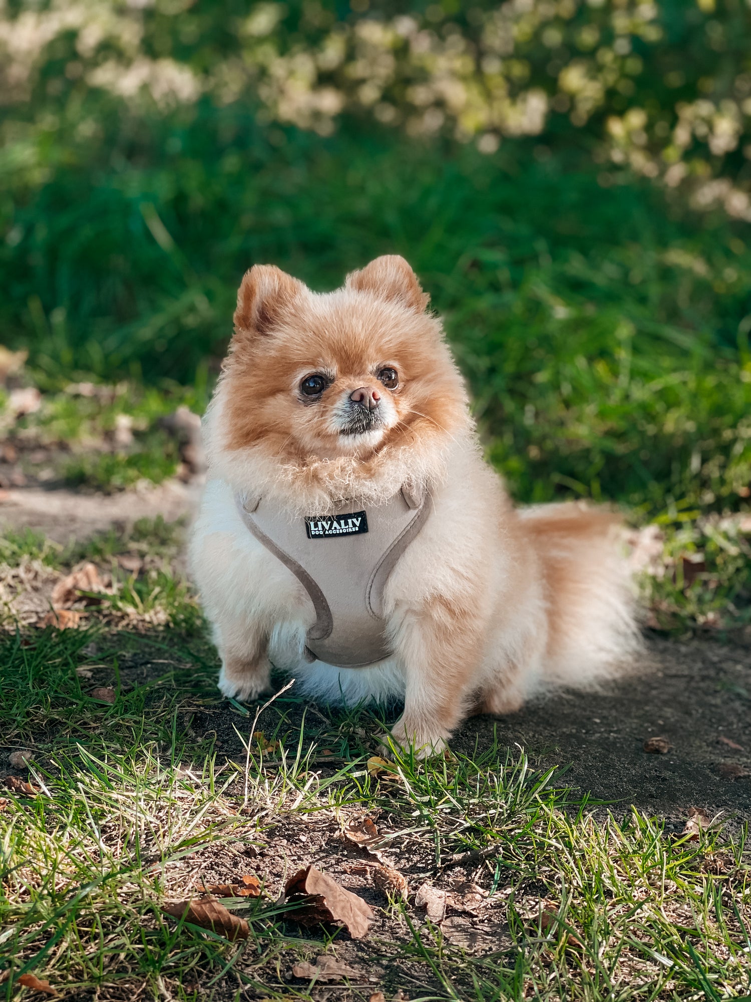 Harnas - 'Stay on taupe'